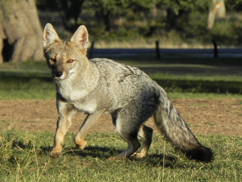 Rescataron otro zorro herido en Funes: "Algunos vecinos los toman como una molestia, pero este es su hábitat"